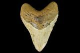 Fossil Megalodon Tooth - North Carolina #124689-1